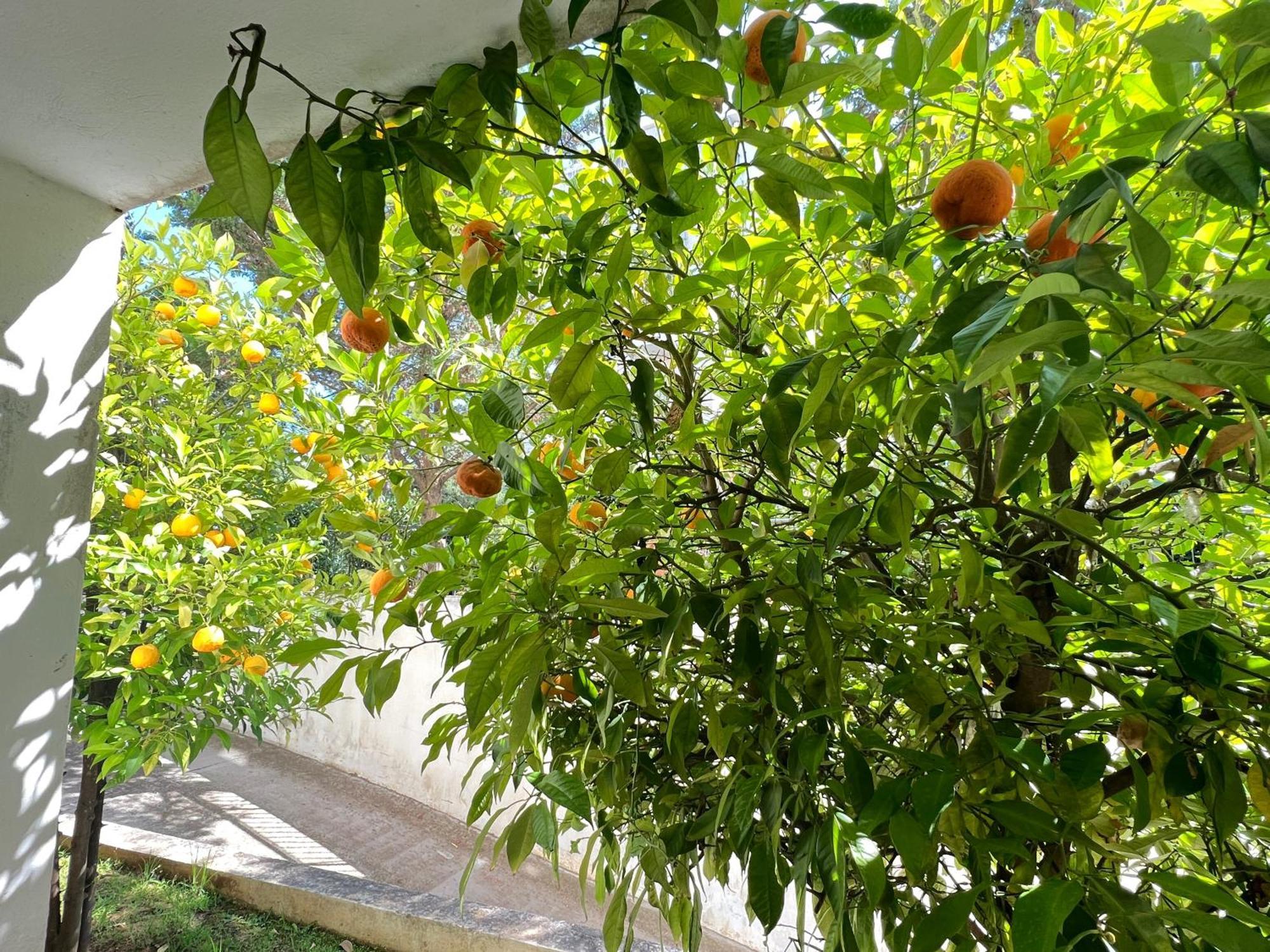 Cozy Fairytal Garden Apartment, Family Friendly, Free Parking, 15 Min To Airport Athena Bagian luar foto